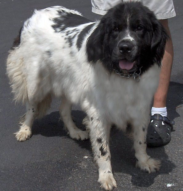 border collie newfoundland mix border collie newfoundland mix